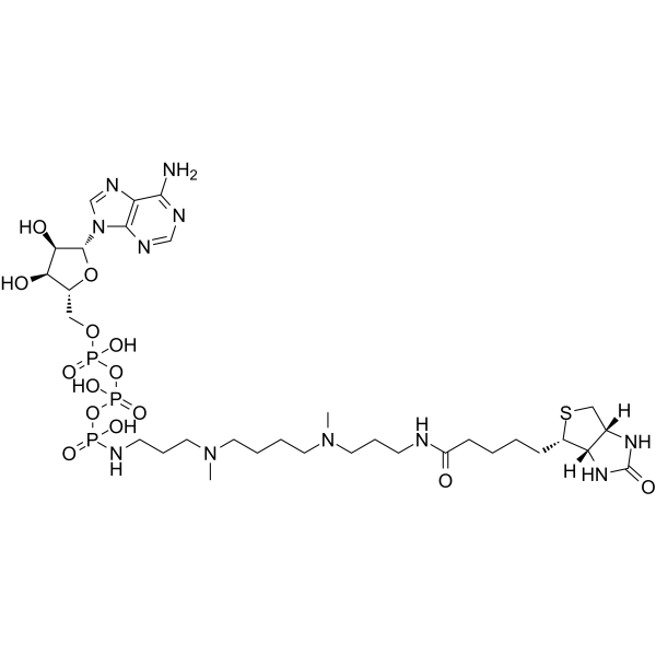 ATP-polyamine-biotin(Synonyms: ATP多胺生物素)