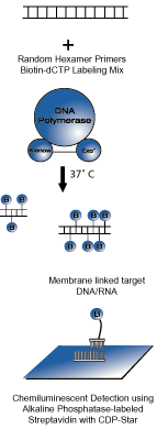 Detector™随机引物探针标记试剂盒-KPL DNA生物素标记