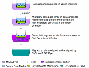 细胞趋化分析—CytoSelect™ Cell Chemotaxis Migration Assays