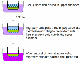 细胞趋触分析—CytoSelect™ Cell Haptotaxis Migration Assays
