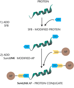 AP标记蛋白/抗体试剂盒—SureLINK™ AP Conjugation Kit