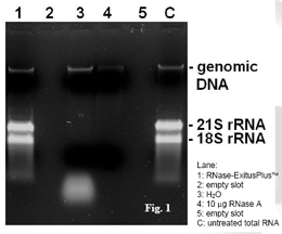 RNase-ExitusPlus™ RNA酶清除试剂—预防RNA降解