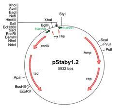 StabyExpress™ T7蛋白表达系统——大肠杆菌非抗生素选择系统