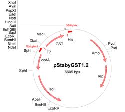 StabyExpress™ T7蛋白表达系统——大肠杆菌非抗生素选择系统