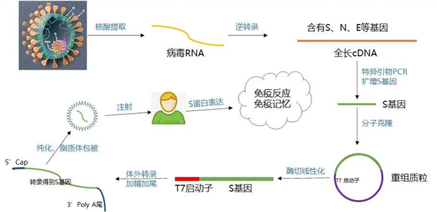 安全高效方便的RNase清除试剂RNase-ExitusPlus™