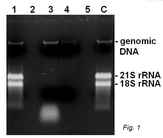 安全高效方便的RNase清除试剂RNase-ExitusPlus™