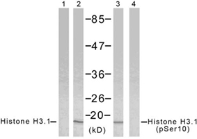 组蛋白Histone核内参抗体—Histone H2A.X及Histone H3.1抗体