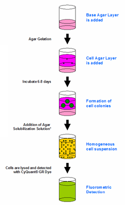 细胞转化分析—CytoSelect™ 96孔板软琼脂克隆形成试剂盒