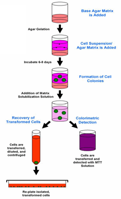 细胞转化分析—CytoSelect™ 96孔板软琼脂克隆形成试剂盒