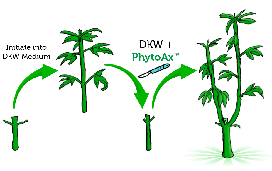 PhytoTech 植物学新品上市
