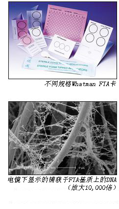 WB120305-GE Whatman FTA标准卡DNA采集、纯化和分析