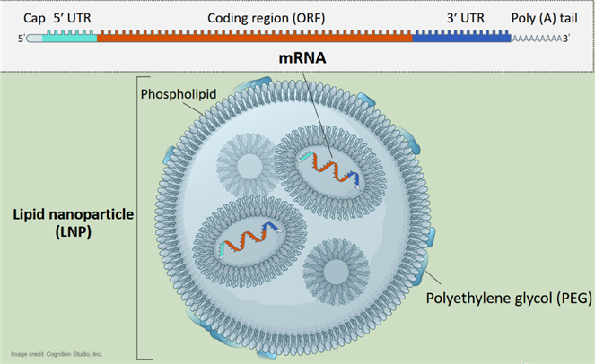 mRNA疫苗质量控制知多少