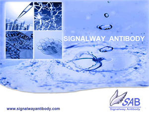 磷酸化抗体品牌Signalway Antibody(SAB)与中国代理