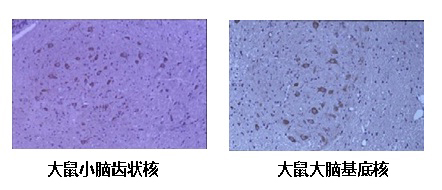 自噬研究用抗体