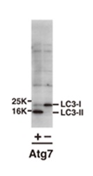自噬研究用抗体