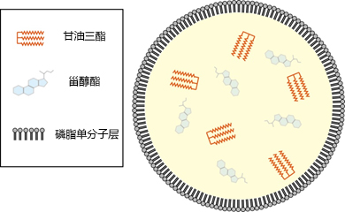 LipiDye Lipid Droplet Green	                              高灵敏度的脂滴活细胞成像荧光染料