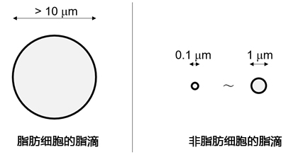 LipiDye Ⅱ                              高灵敏度脂滴长时间成像荧光染料