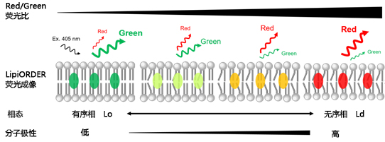 LipiORDER (Membrane Lipid Order Imaging Dye)                              可定量观察活细胞的膜相态！