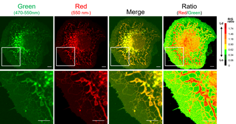 LipiORDER (Membrane Lipid Order Imaging Dye)                              可定量观察活细胞的膜相态！