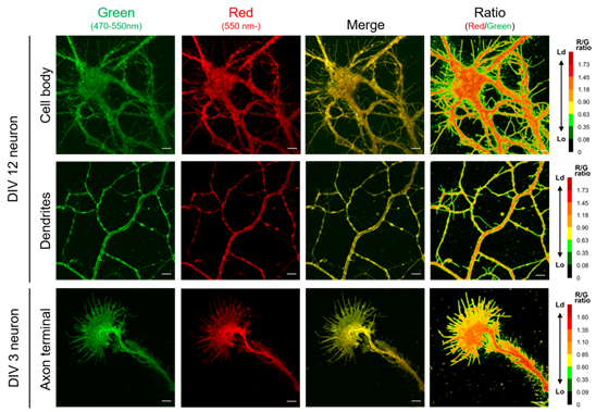 LipiORDER (Membrane Lipid Order Imaging Dye)                              可定量观察活细胞的膜相态！