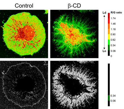 LipiORDER (Membrane Lipid Order Imaging Dye)                              可定量观察活细胞的膜相态！