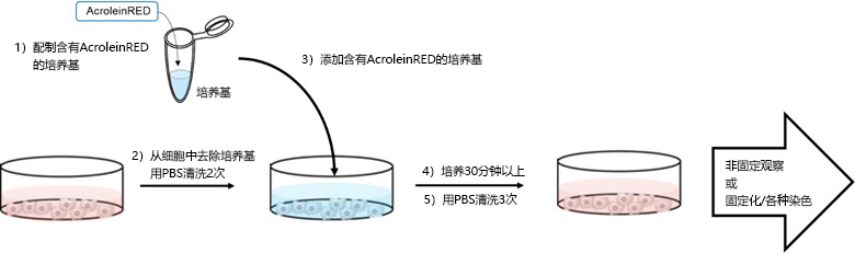 AcroleinRED                              细胞水平氧化应激标记物丙烯醛的检测试剂