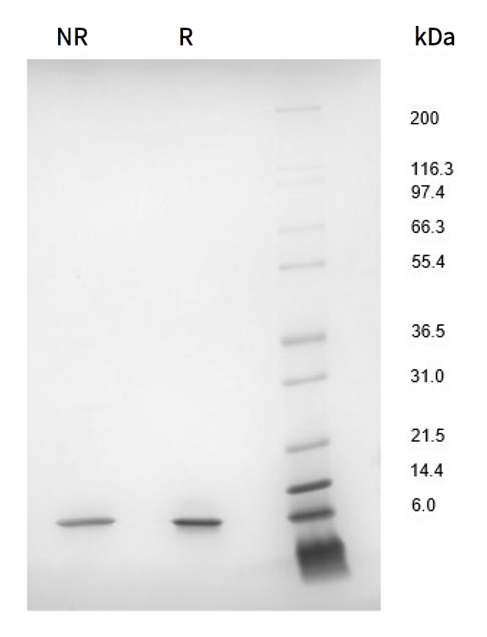 Shenandoah CTGrade 重组蛋白系列                              优化细胞增殖和免疫治疗功能