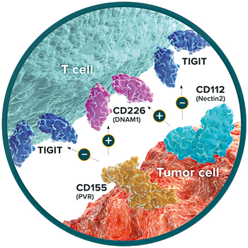 新型B7-like免疫检查点靶点                              VSTM家族蛋白