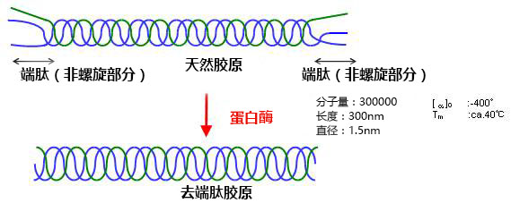 去端肽胶原，蜂窝海绵                              Atelocollagen  Honeycomb