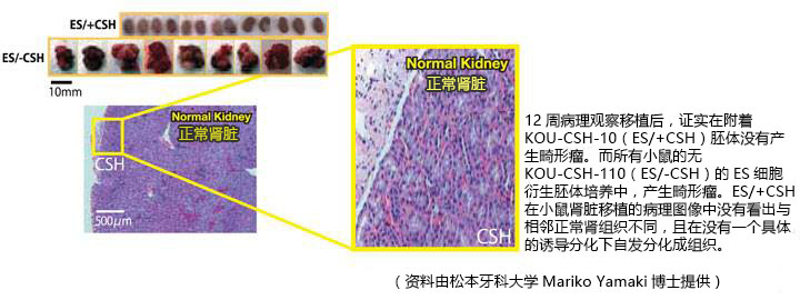 去端肽胶原，蜂窝海绵                              Atelocollagen  Honeycomb