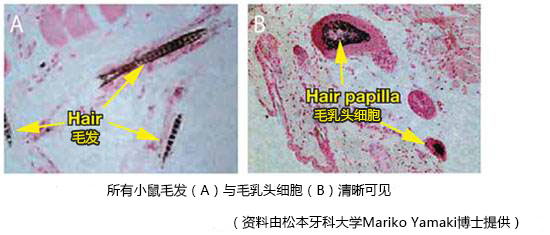 去端肽胶原，蜂窝海绵                              Atelocollagen  Honeycomb