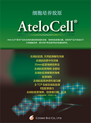 去端肽胶原，蜂窝海绵                              Atelocollagen  Honeycomb