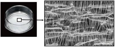 VECELL® 3D细胞培养板                              VECELL® 3D Cell Culture Plate