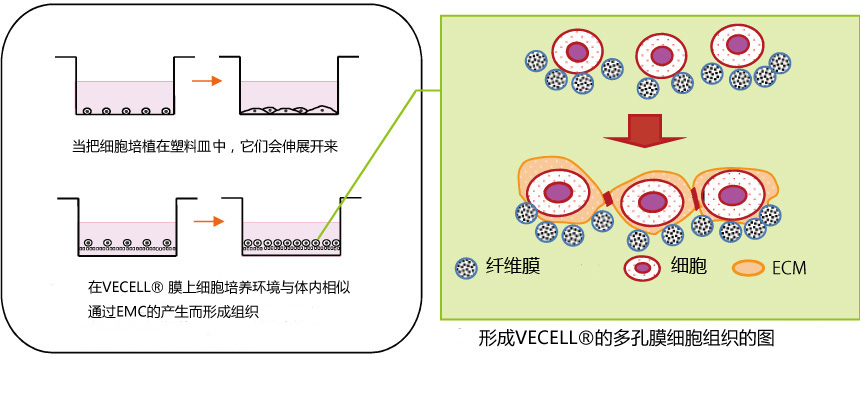 VECELL® 3D细胞培养板                              VECELL® 3D Cell Culture Plate