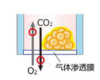 VECELL® 3D细胞培养板                              VECELL® 3D Cell Culture Plate