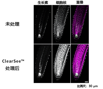 ClearSee™                              植物科学新技术 植物透明化试剂