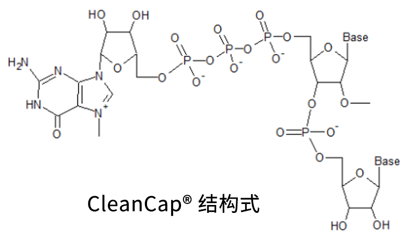 CleanCap® mRNA                              含Capping结构的高活性mRNA
