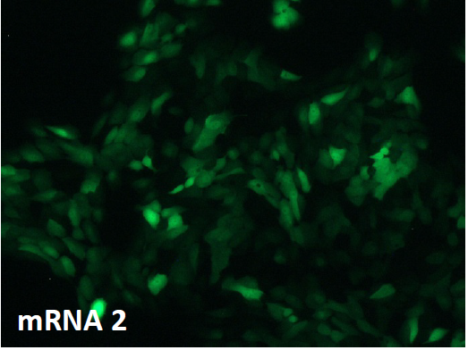 CleanCap® mRNA                              含Capping结构的高活性mRNA