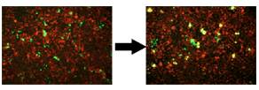 GenomONE ® 仙台病毒包膜细胞融合试剂                               GenomONE ® - CF  EX SeV-E (HVJ-E) Cell Fusion Reagents