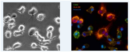 树突细胞培养基                              PRIME-XV ™ DENDRITIC CELL MATURATION CDM
