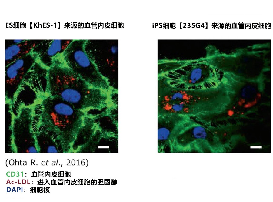 血管内皮细胞的分化诱导用粘连蛋白 iMatrix-411                              iMatrix-411