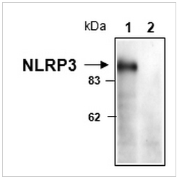 NLRP3抗体                              anti-NLRP3/NALP3, mAb