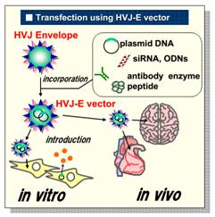2714459318148375.jpg GenomONE® -Neo EX 仙台病毒包膜转染试剂 GenomONE® -Neo EX HVJ-E vials Transfection Reagents