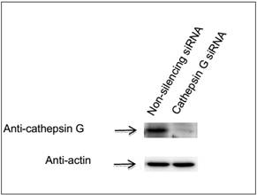 2714459322467291.jpg GenomONE® -Neo EX 仙台病毒包膜转染试剂 GenomONE® -Neo EX HVJ-E vials Transfection Reagents