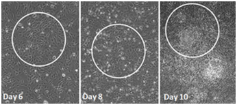 Stemgent® mRNA 重编程试剂盒                              Stemgent® mRNA Reprogramming Kit