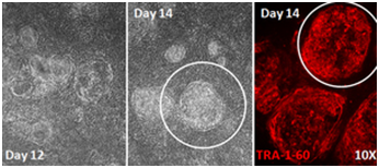 Stemgent® mRNA 重编程试剂盒                              Stemgent® mRNA Reprogramming Kit