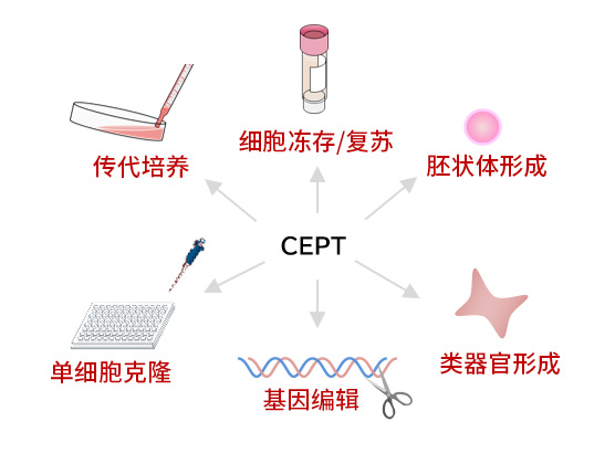 CultureSure™ CEPT Cocktail(1,000×)                              进一步发展干细胞研究