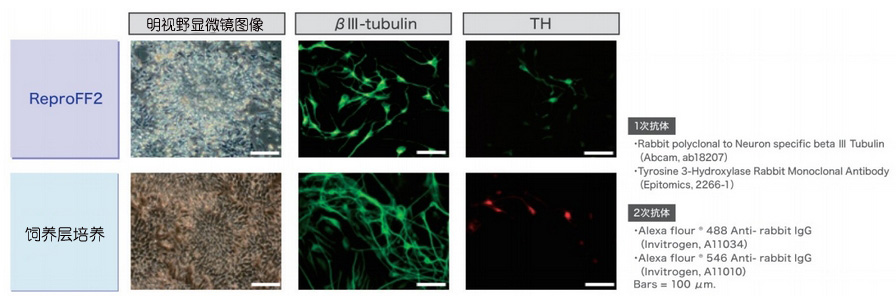 灵长类胚胎干细胞/诱导多能干细胞培养基                              ReproFF2