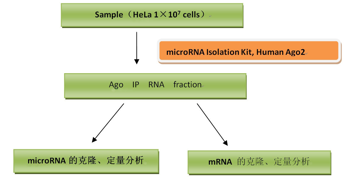 miRNA研究专题