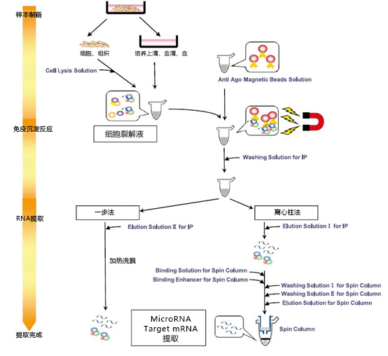 磁珠型microRNA分离试剂盒